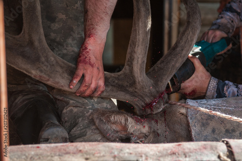 Cutting antlers of Altaic stag maral. The antlers of the Altai maral are the most valuable and are used in many non-traditional medicine of the world.
