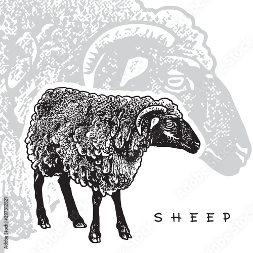 Sheep - realistic black and white vector illustration. Cute farm animal image in profile in engraving style. Portrait side view, graphic design element for logo or template.