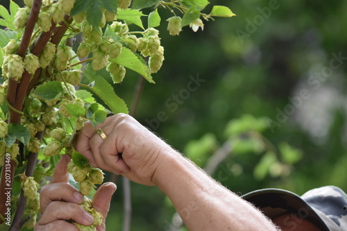 Hops Harvest
