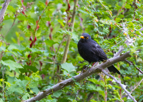 Beautiful Blackbird On Banch in a sunny day! Visit my profile to see other photos!