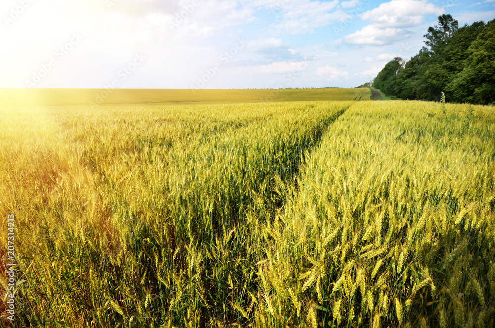 Wheat field summer sunny day under cloudy blue sky