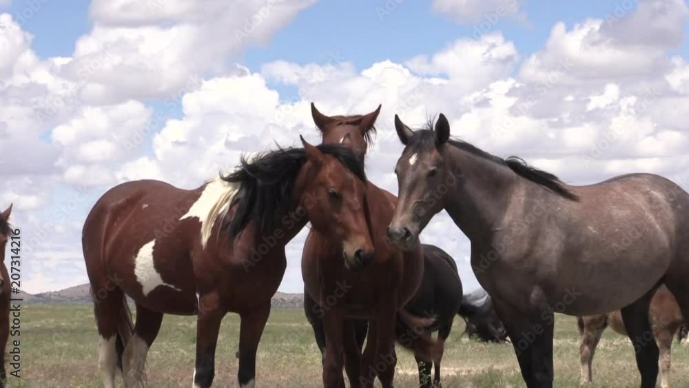 Wild Horses in the Utah Desert Wild Horses in the Utah Desert