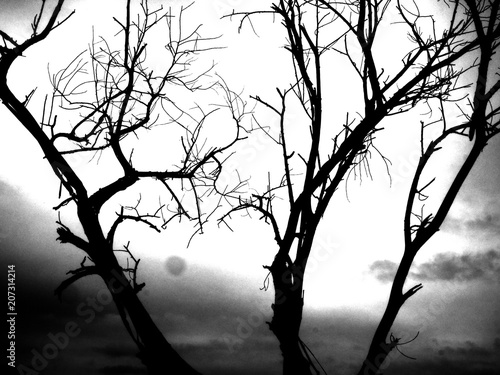 Fototapeta Czarno-białe zdjęcia, drzewa i gałęzie