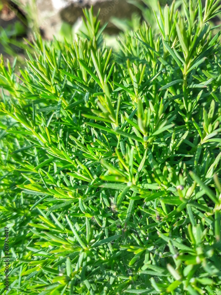 Fresh grass on a warm summer sun. Green pine in macro. Sunny green plants. Fresh grass on a warm summer sun. Green pine in macro. Sunny green plants.
