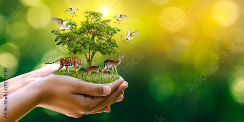 Canvas Print Concept Nature reserve conserve Wildlife reserve tiger Deer Global warming Food