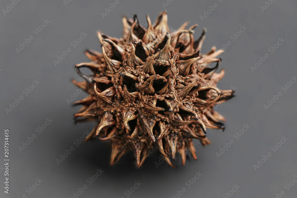 The Spiky Seed