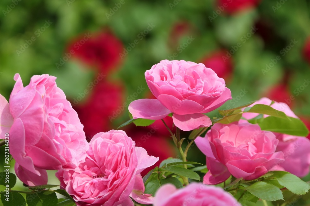 Rosa Rosen vor roten Rosen, Bokeh
