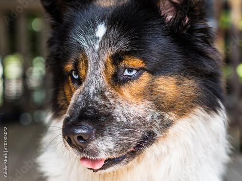 Dog with Tongue Out