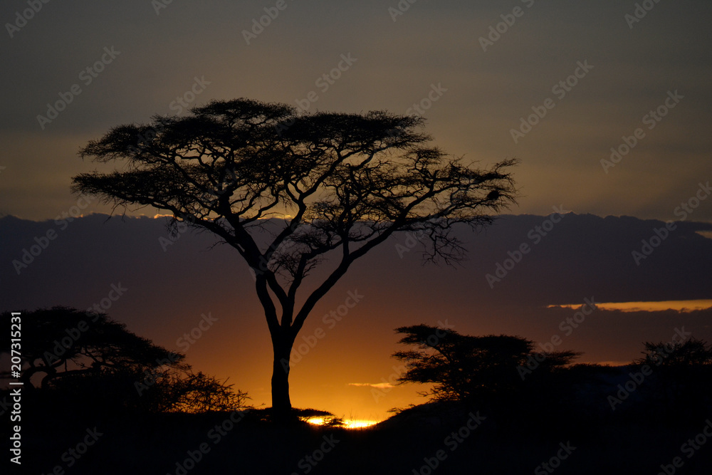 Umbrella thorn acacia in the Serengeti during sunrise