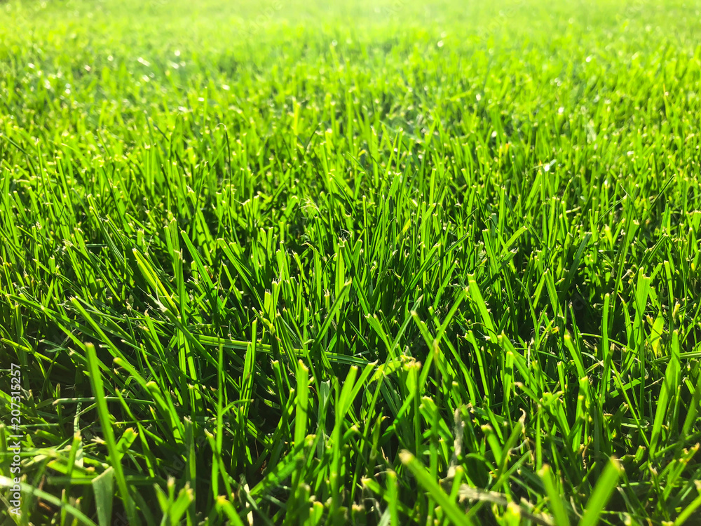Obraz premium Green grass lawn closeup