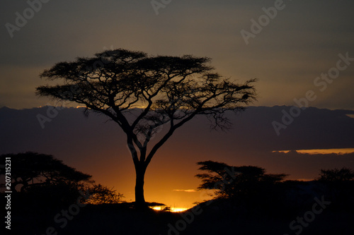 Umbrella thorn acacia in the Serengeti during sunrise