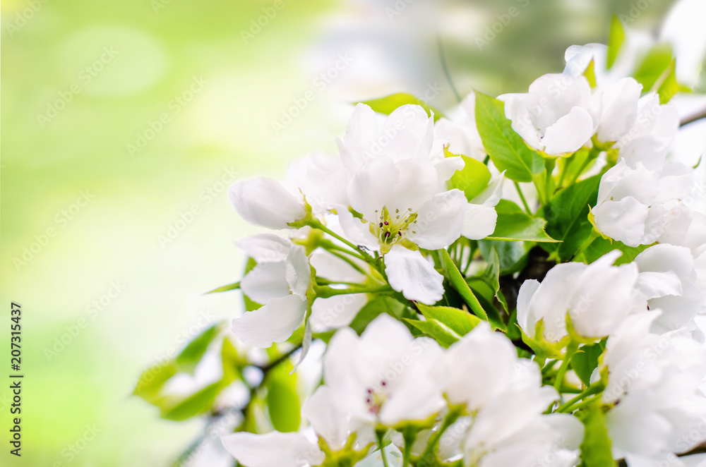 Blossoming apple on spring background. Space for text. Blossoming apple on spring background. Space for text.