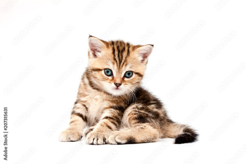 Obraz premium British short hair kitten.