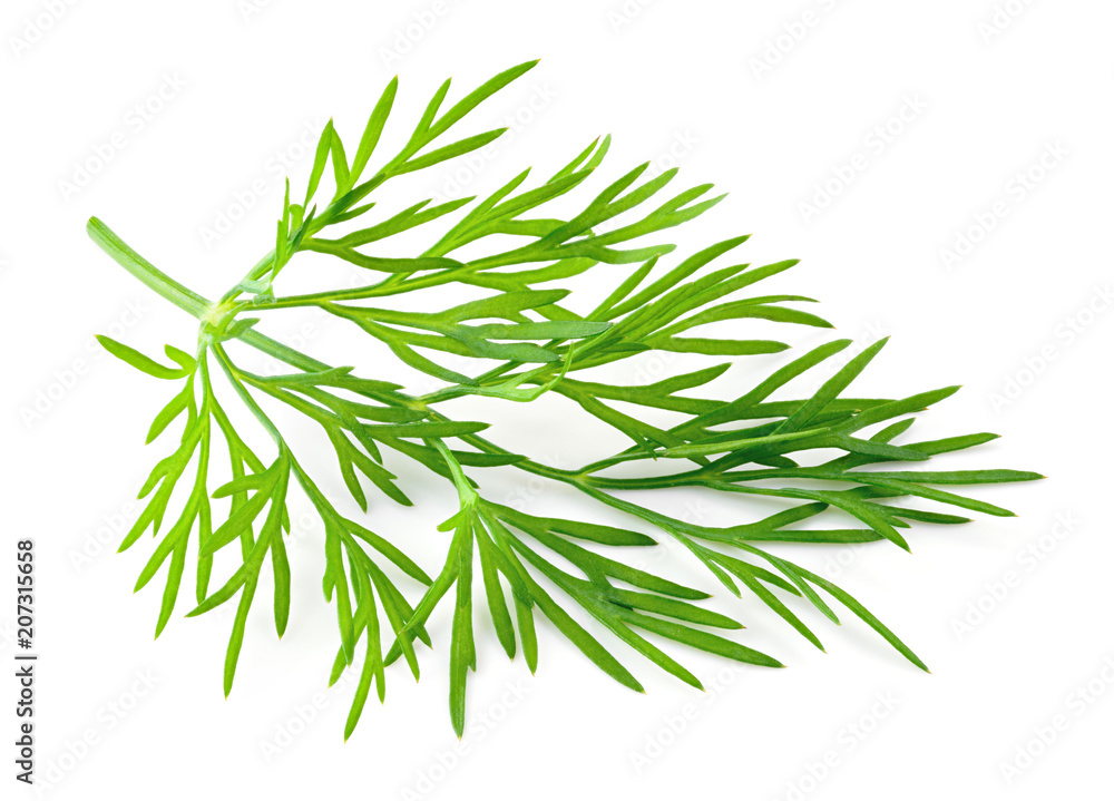 Fototapeta premium Dill. Fresh dill isolated.
