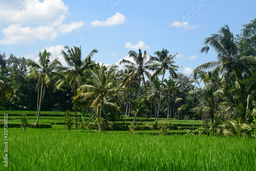 Rice fields in Bali (Indonesia)