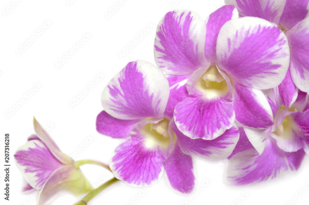 Dendrobium orchid, Pink splash, Central of Thailand Dendrobium orchid, Pink splash, Central of Thailand