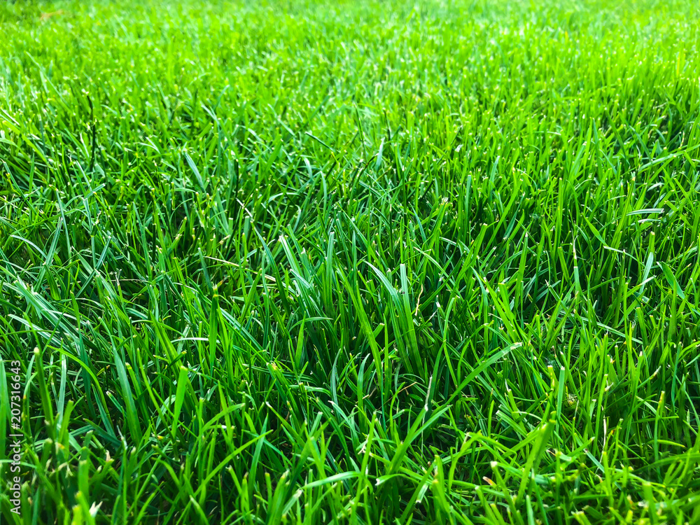 Green grass lawn closeup Green grass lawn closeup