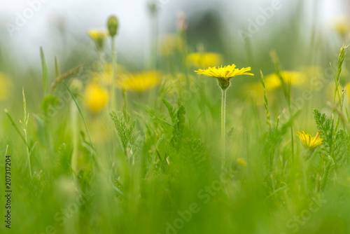 Fototapeta Naklejka Na Ścianę i Meble -  Löwenzahn auf einer Wiese