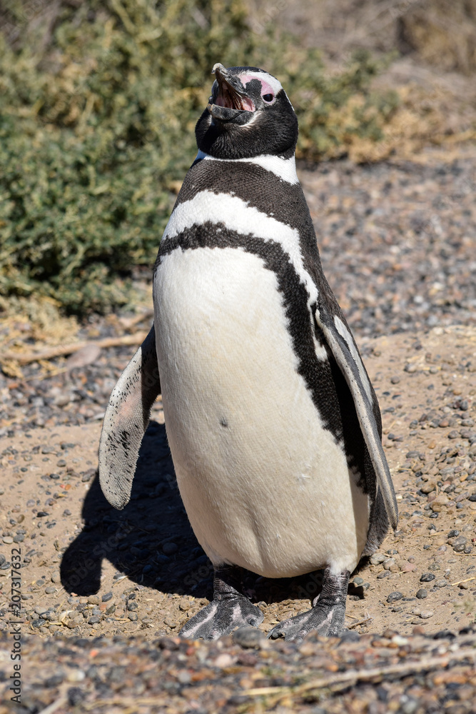 Obraz premium Magellanic penguin at Peninsula Valdez (Argentina)
