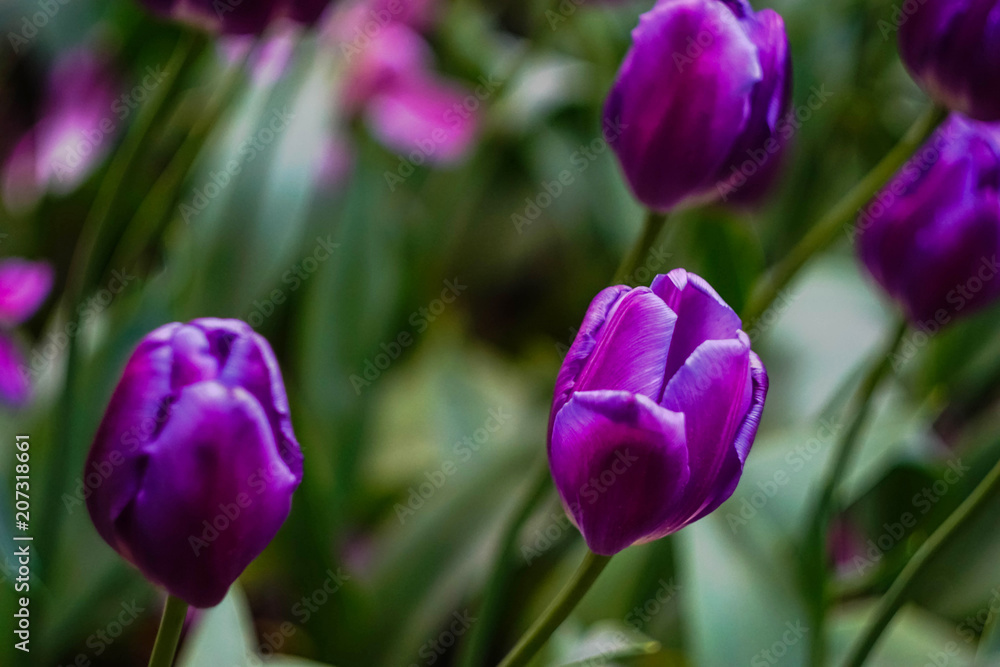 Fototapeta premium purple tulips on a blurred green background