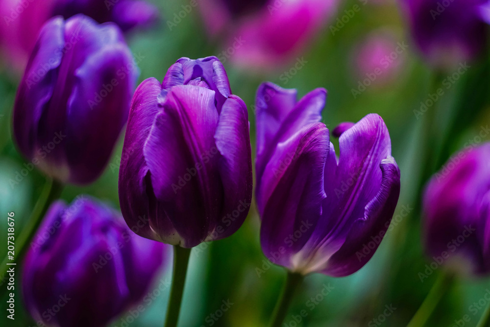 purple tulips on blurred background close-up purple tulips on blurred background close-up
