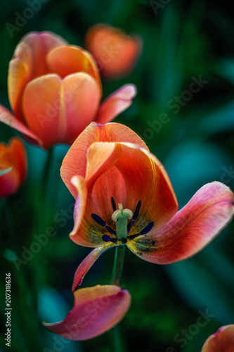 orange tulips and green leaves