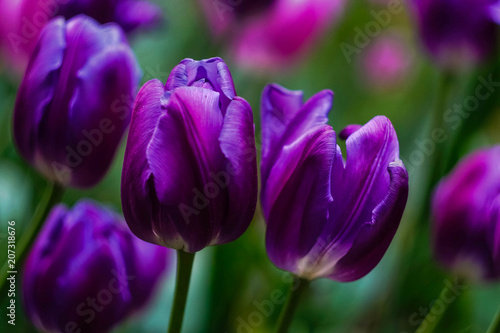 purple tulips on blurred background close-up