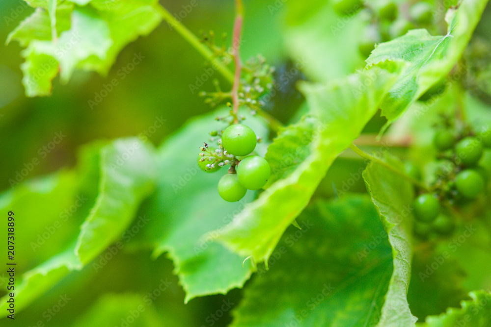Unripe green grape 