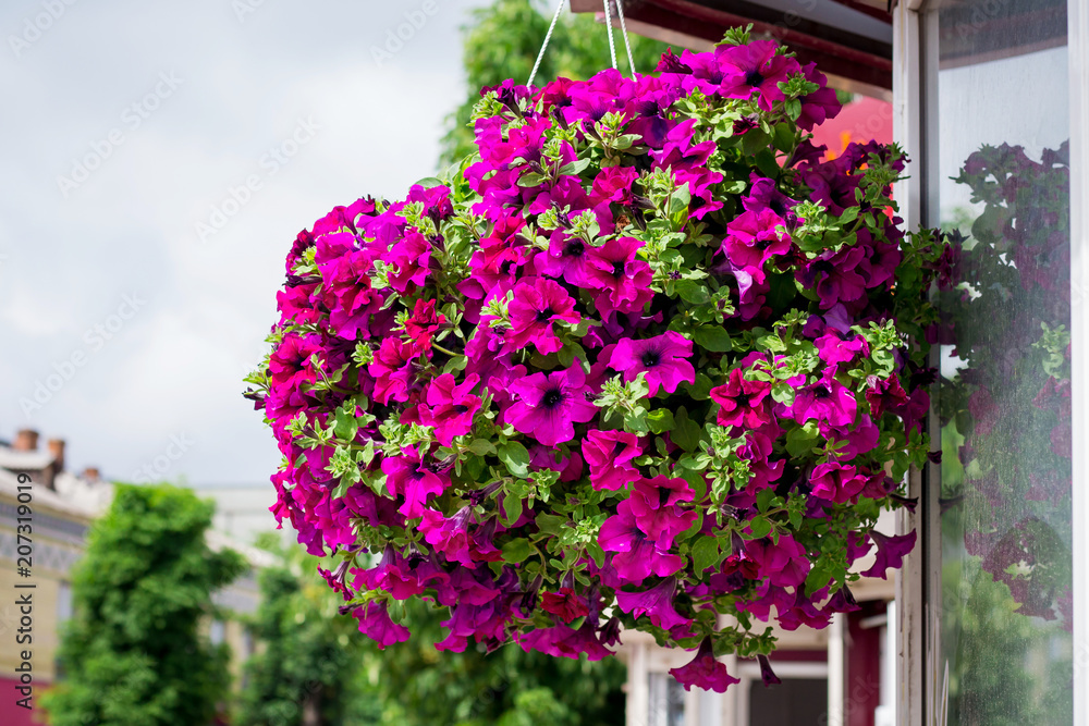 Violets in  pot. Colorful decorative flowers on  street. Entrance to  cafe, decorated with flowers. Decorations and landscape design with flowers_