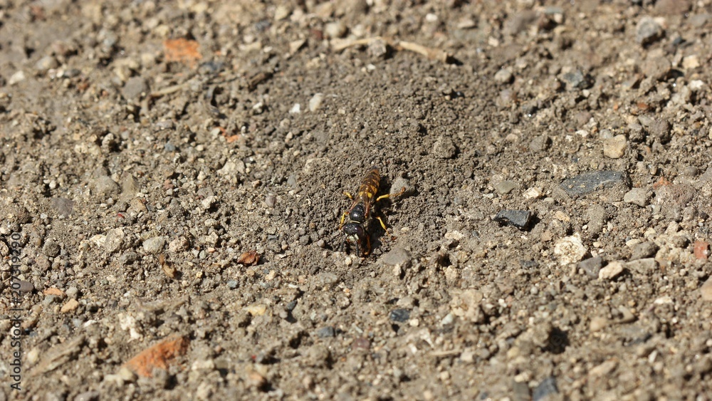 Bienenwolf (Philanthus triangulum) 

