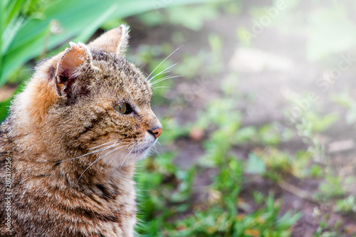 Portrait in profile of close-up profile of brown striped cat. Cat looks closely_