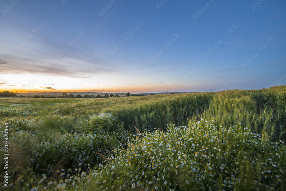 Lovely Sunset over a Green Wheat Field and Daisies with Great Sky