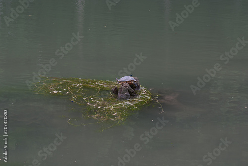 tartaruga nel canale d'acqua