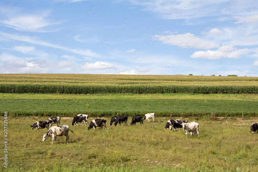 rural farm landscape