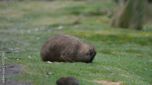 Hyrax animal in Mount Kenya National park