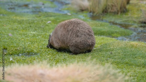Hyrax animal in Mount Kenya National park