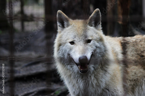 Polar wolf behind bars, summer color Canis lupus tundrarum. Breeding Kennel for wolves and wolf-dog hybrid. Wolf in a large enclosure with bars