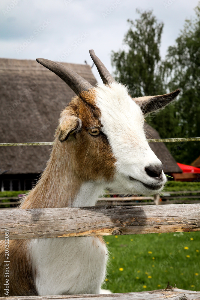 Portrait einer Ziege Portrait einer Ziege
