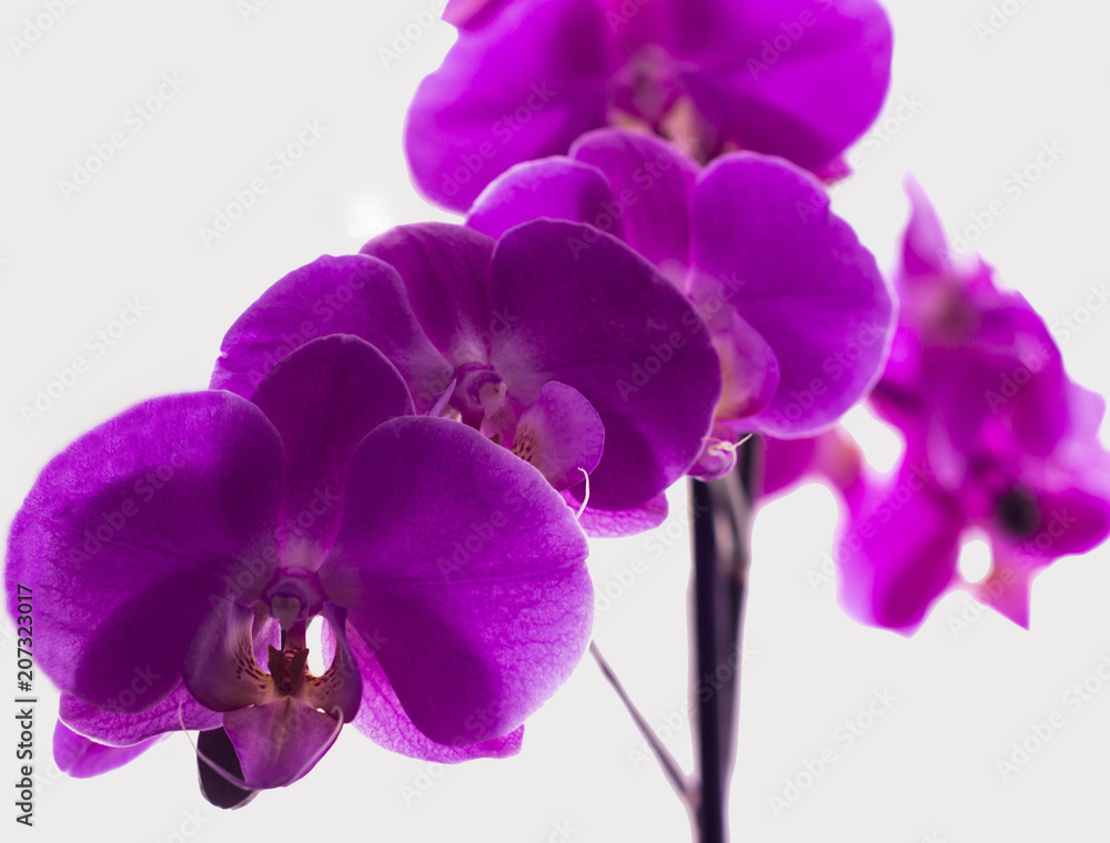 flower orchid flower orchid