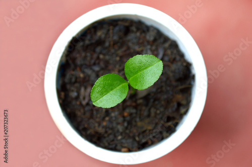 Young lime plant in recycled plastic cup on pink background