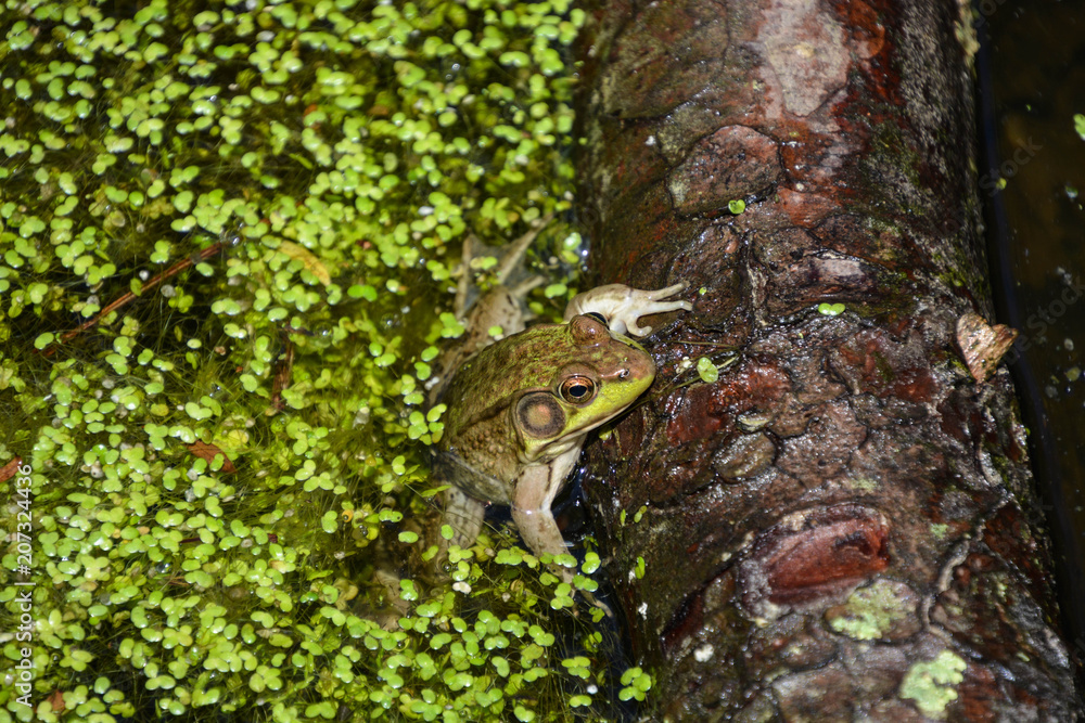 frog in pond frog in pond