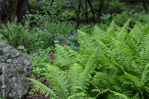 gardens in spring