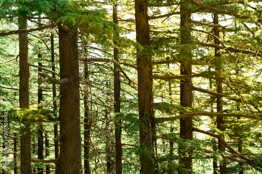 Dense pine trees with the golden morning sunset falling on the green leaves and trunks. Shot in shimla treks like this are a favorite for tourists Dense pine trees with the golden morning sunset falling on the green leaves and trunks. Shot in shimla treks like this are a favorite for tourists