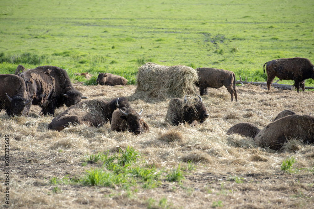 Buffalo Group in Hay Buffalo Group in Hay