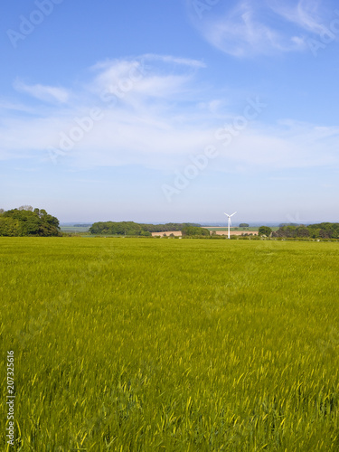 barley and wind turbine