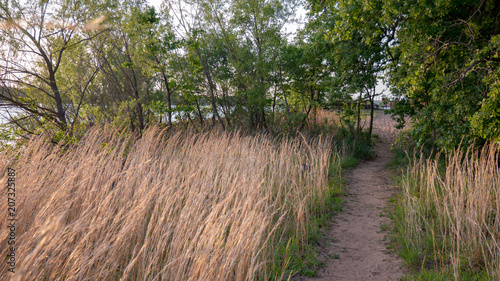 reed filled path at lake
