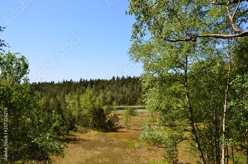 Hormersdorfer Hochmoor im Erzgebirge photo