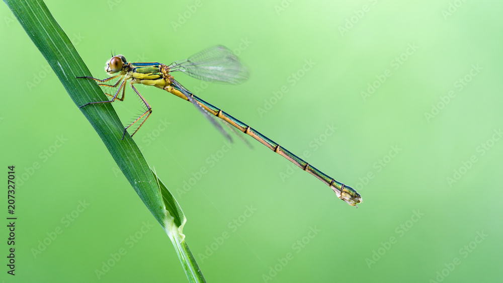 the dragonfly sits on a grass on a meadow the dragonfly sits on a grass on a meadow