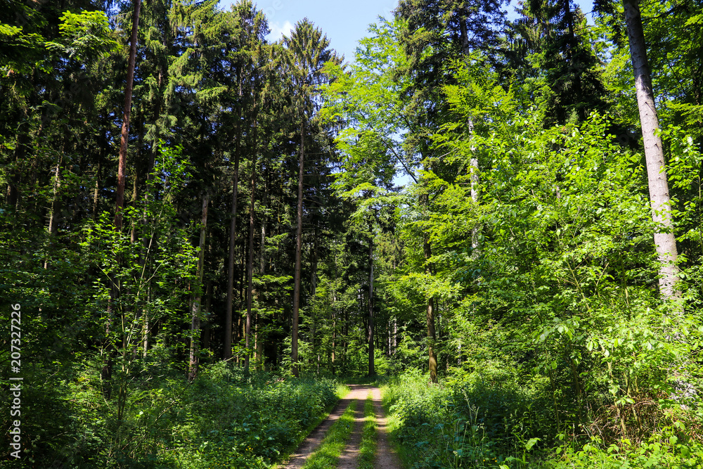 Obraz premium Waldweg