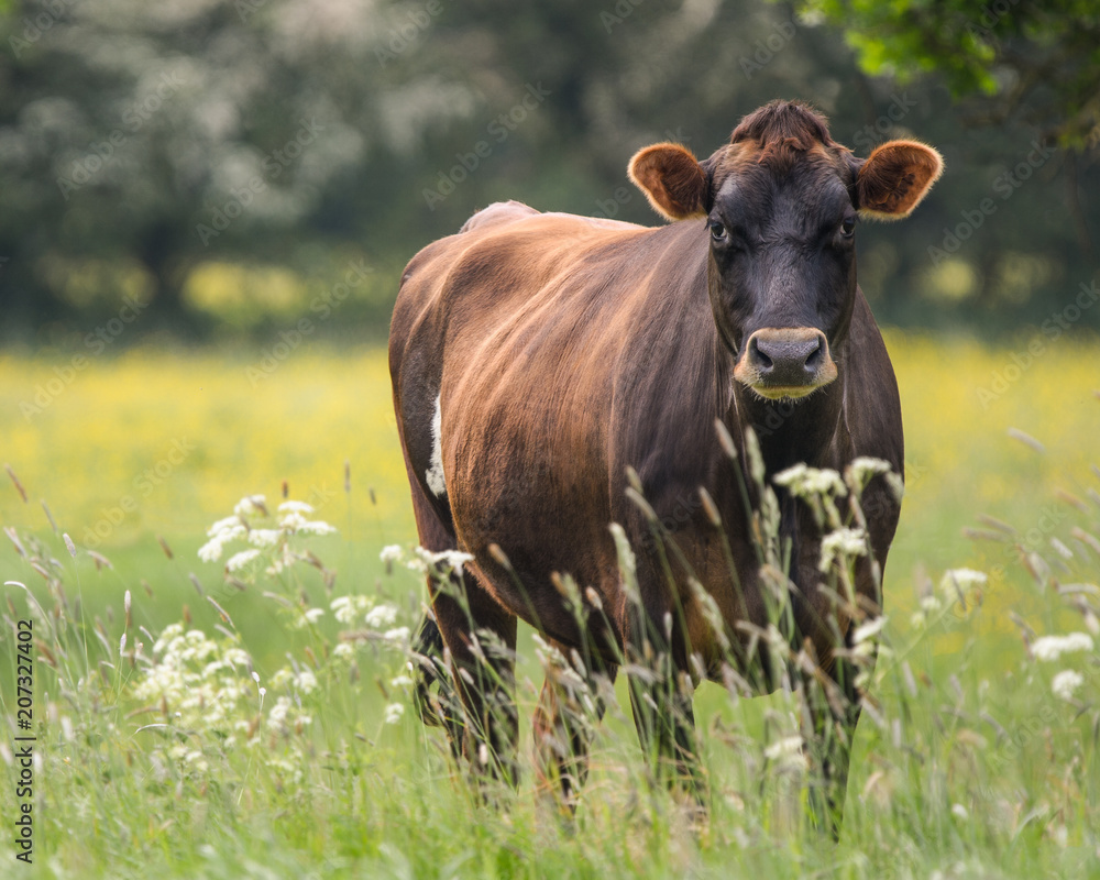 A close up of a brown cow in a field